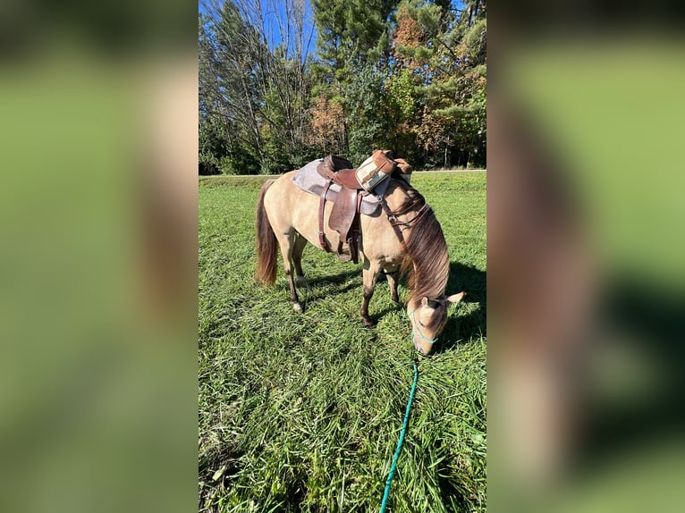 American Quarter Horse Gelding 9 years 15 hh Buckskin in Gresham