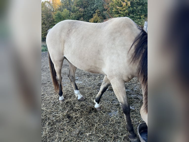 American Quarter Horse Gelding 9 years 15 hh Buckskin in Gresham