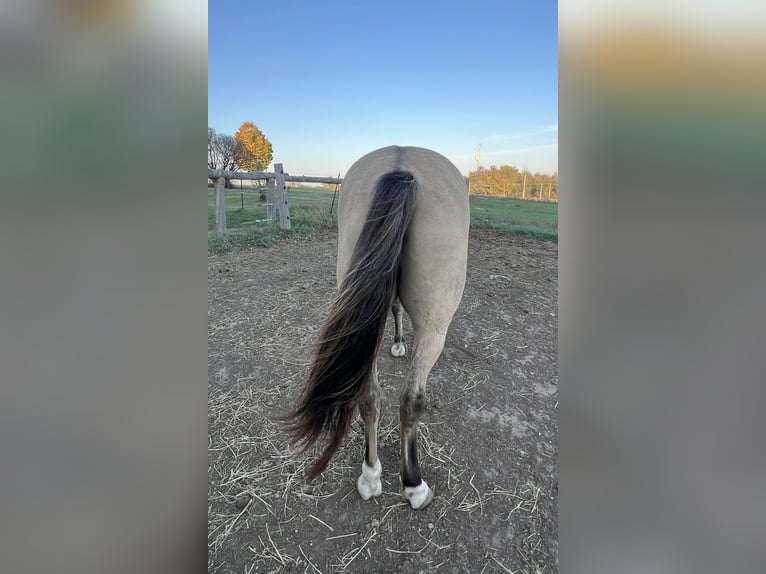 American Quarter Horse Gelding 9 years 15 hh Buckskin in Gresham