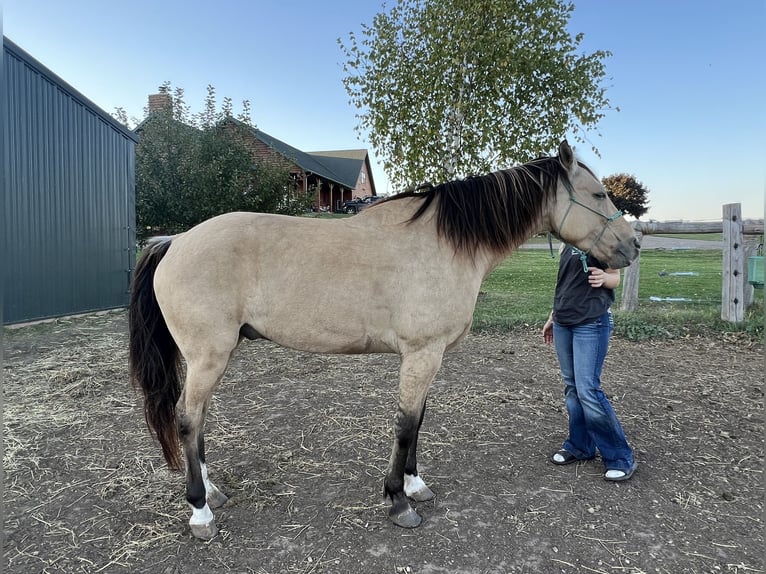 American Quarter Horse Gelding 9 years 15 hh Buckskin in Gresham