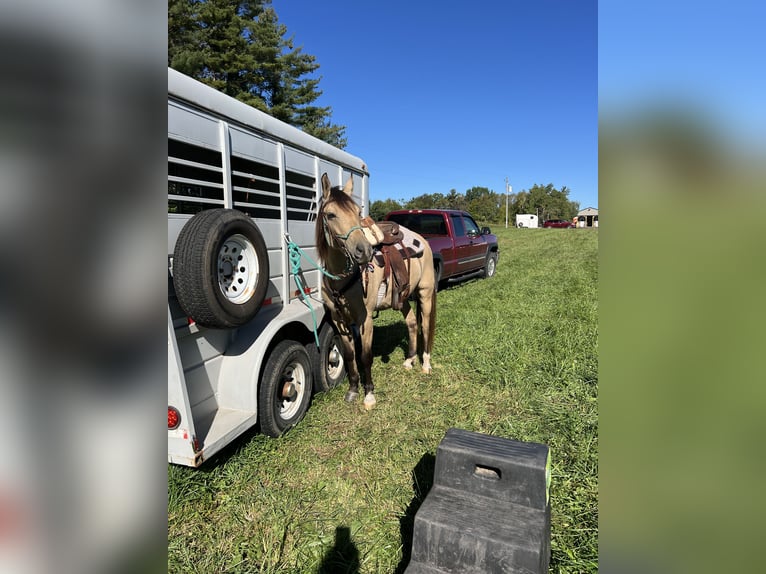 American Quarter Horse Gelding 9 years 15 hh Buckskin in Gresham