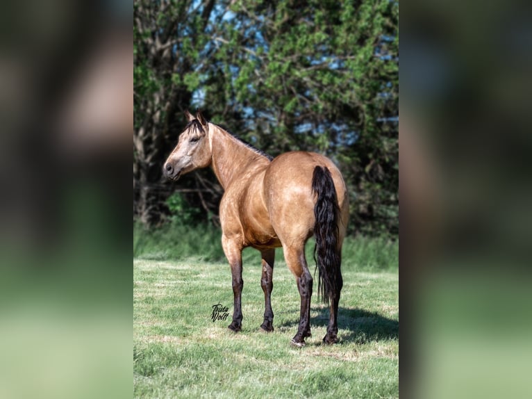 American Quarter Horse Gelding 9 years 15 hh Buckskin in Libson IA