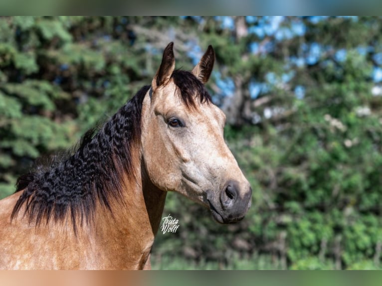 American Quarter Horse Gelding 9 years 15 hh Buckskin in Libson IA