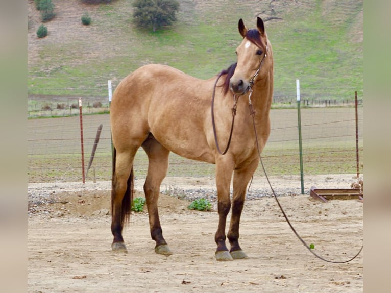 American Quarter Horse Gelding 9 years 15 hh Buckskin in Paicines CA