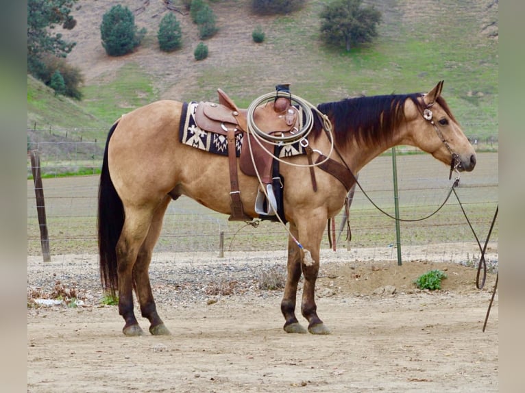 American Quarter Horse Gelding 9 years 15 hh Buckskin in Paicines CA
