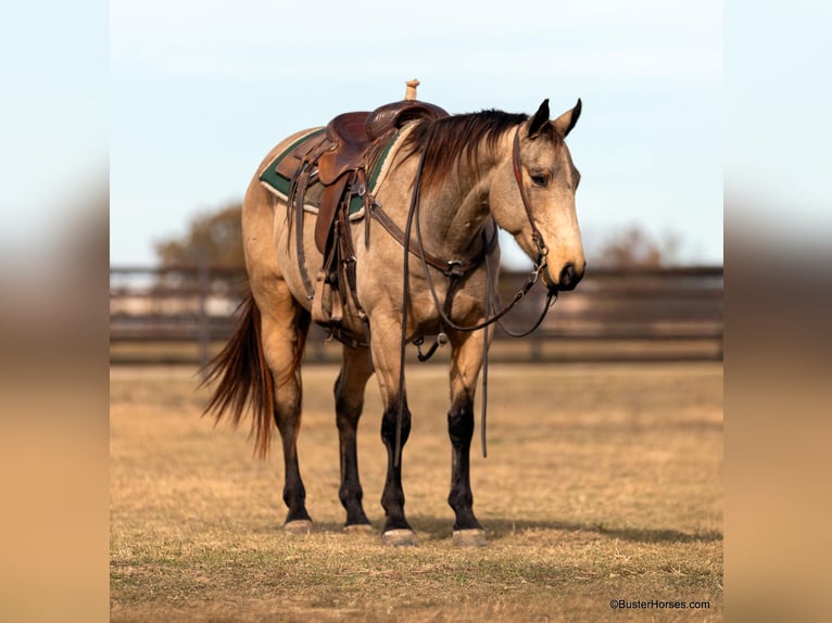 American Quarter Horse Gelding 9 years 15 hh Buckskin in Weatherford TX