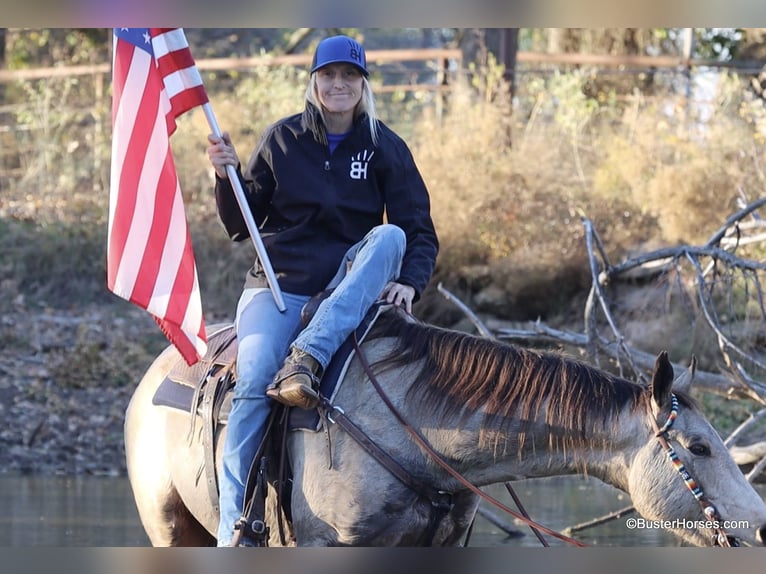 American Quarter Horse Gelding 9 years 15 hh Buckskin in Weatherford TX