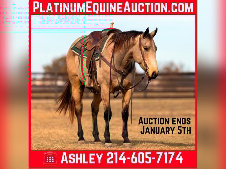 American Quarter Horse Gelding 9 years 15 hh Buckskin in Weatherford TX