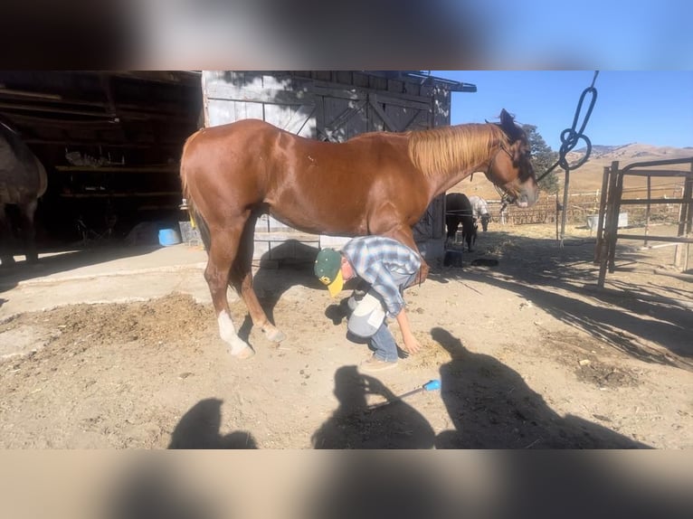 American Quarter Horse Gelding 9 years 15 hh Chestnut in Paicines CA