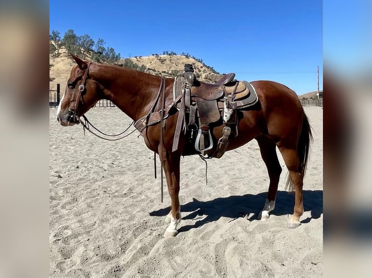 American Quarter Horse Gelding 9 years 15 hh Chestnut in Paicines CA