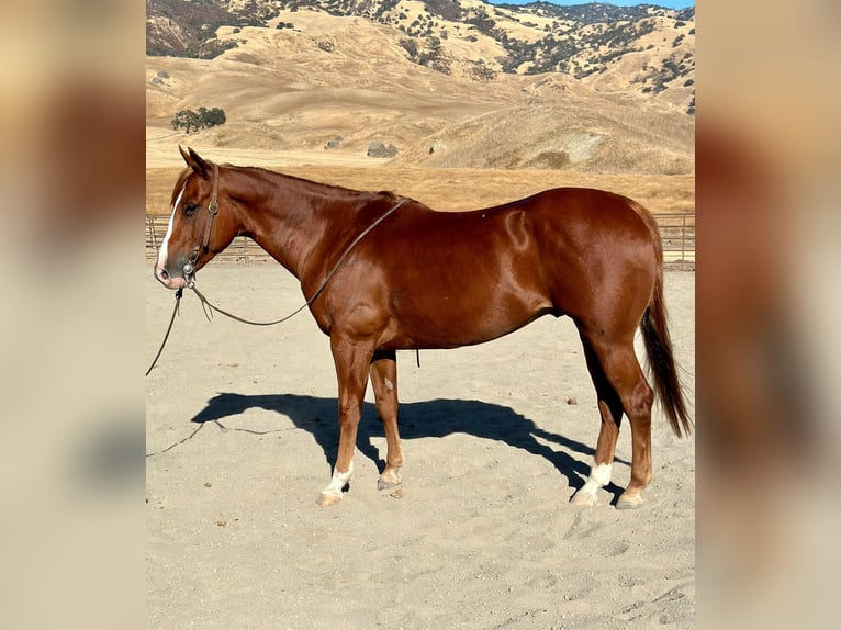 American Quarter Horse Gelding 9 years 15 hh Chestnut in Paicines CA