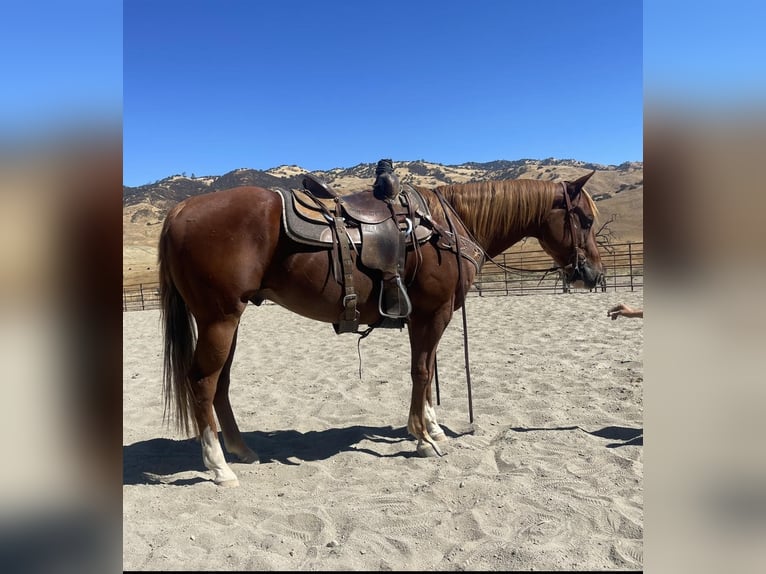 American Quarter Horse Gelding 9 years 15 hh Chestnut in Paicines CA