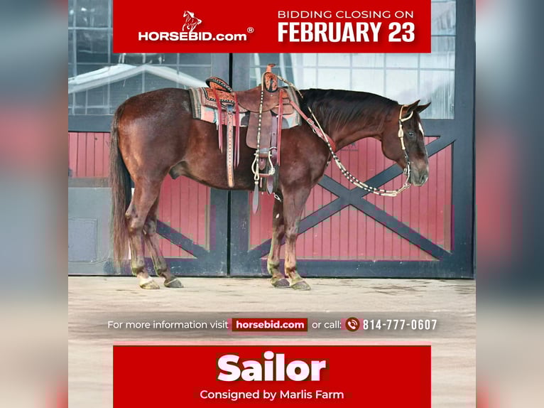 American Quarter Horse Gelding 9 years 15 hh Chestnut in Rebersburg