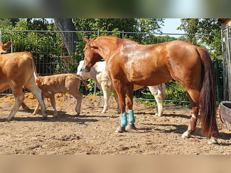 American Quarter Horse Gelding 9 years 15 hh Chestnut-Red in Bochum