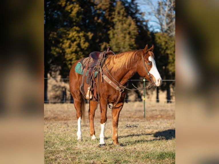 American Quarter Horse Gelding 9 years 15 hh Chestnut-Red in Greenville, KY