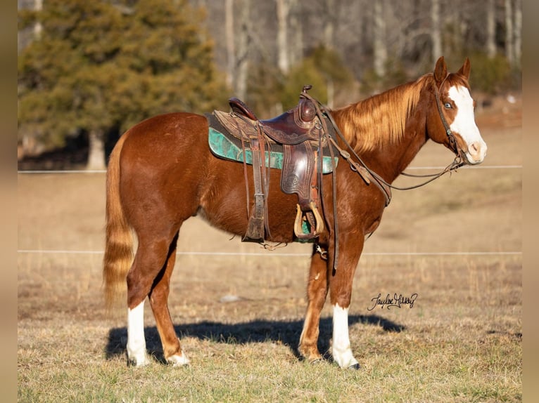 American Quarter Horse Gelding 9 years 15 hh Chestnut-Red in Greenville, KY