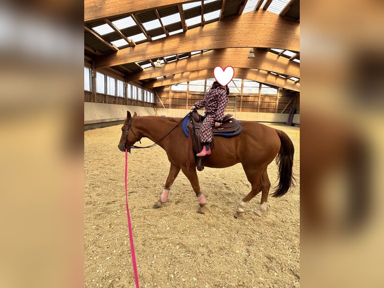 American Quarter Horse Gelding 9 years 15 hh Chestnut-Red in Flebour