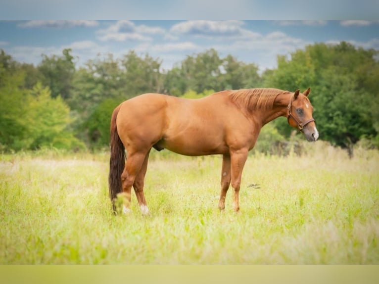 American Quarter Horse Gelding 9 years 15 hh Chestnut-Red in Flebour