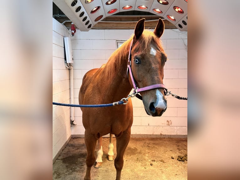 American Quarter Horse Gelding 9 years 15 hh Chestnut-Red in Flebour