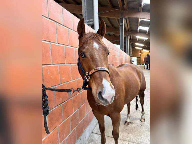 American Quarter Horse Gelding 9 years 15 hh Chestnut-Red in Flebour