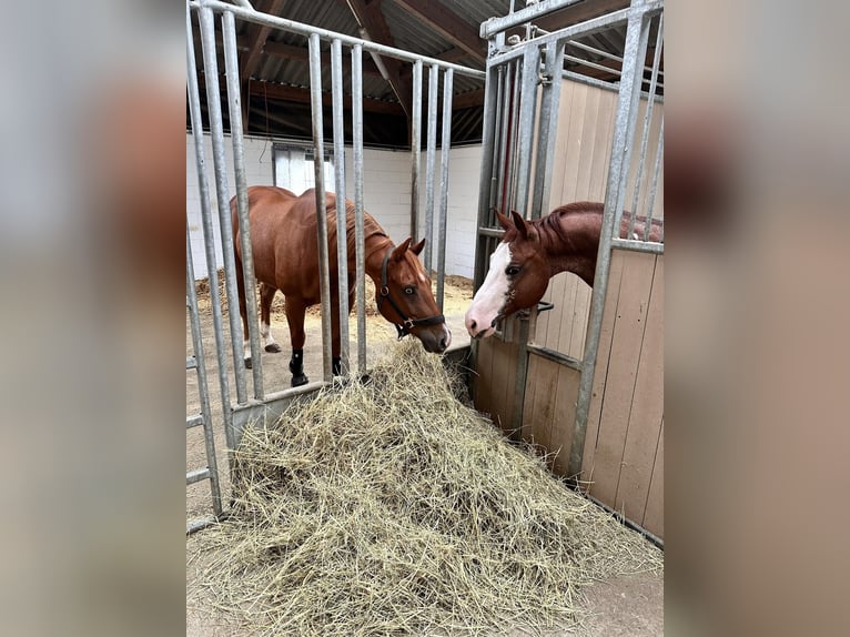 American Quarter Horse Gelding 9 years 15 hh Chestnut-Red in Flebour