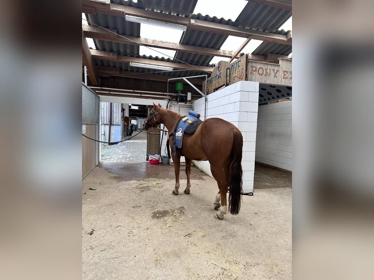 American Quarter Horse Gelding 9 years 15 hh Chestnut-Red in Flebour