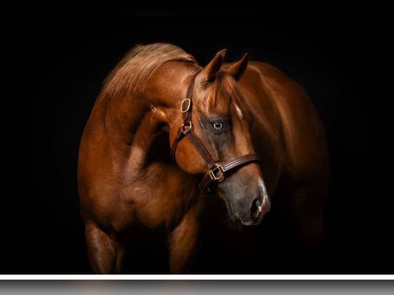 American Quarter Horse Gelding 9 years 15 hh Chestnut-Red in Flebour