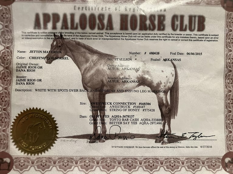 American Quarter Horse Gelding 9 years 15 hh Chestnut in Rusk TX