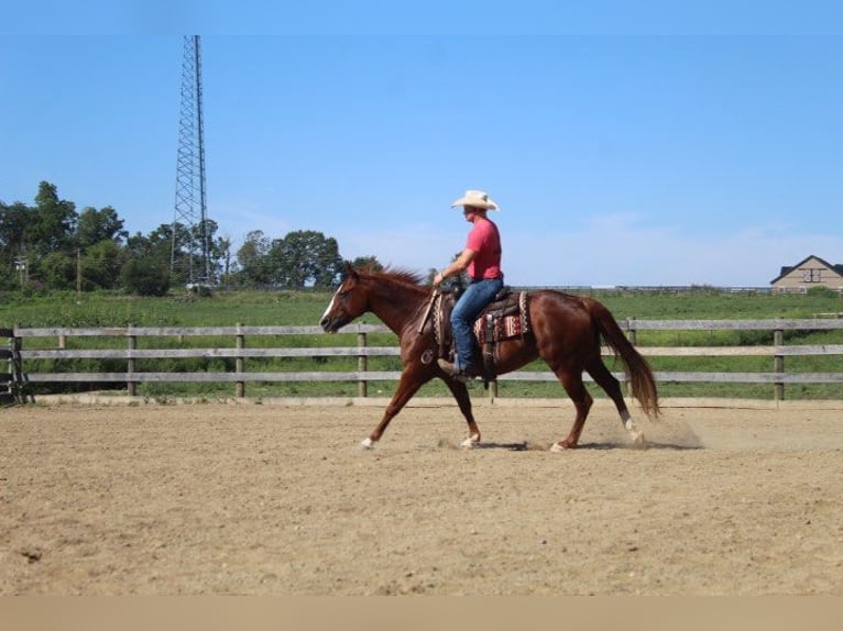 American Quarter Horse Gelding 9 years 15 hh Chestnut in Wooster OH