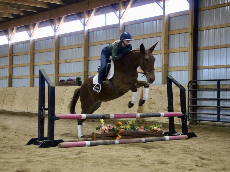 American Quarter Horse Gelding 9 years 15 hh Chestnut in Howell MI