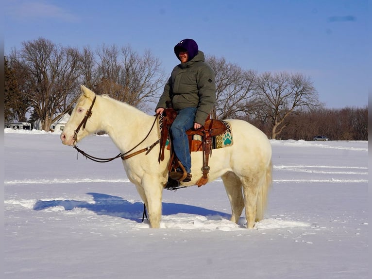 American Quarter Horse Mix Gelding 9 years 15 hh Cremello in Valley Springs, SD