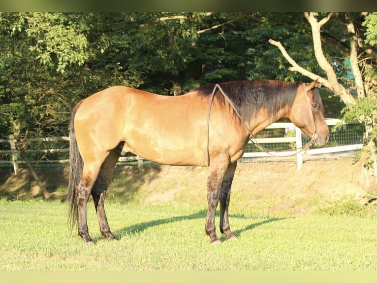 American Quarter Horse Gelding 9 years 15 hh Dun in Salem