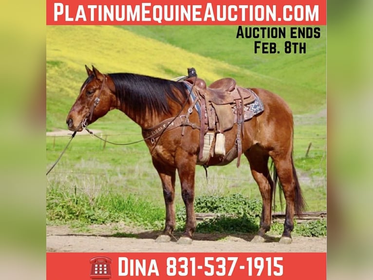 American Quarter Horse Gelding 9 years 15 hh Dun in Paicines CA