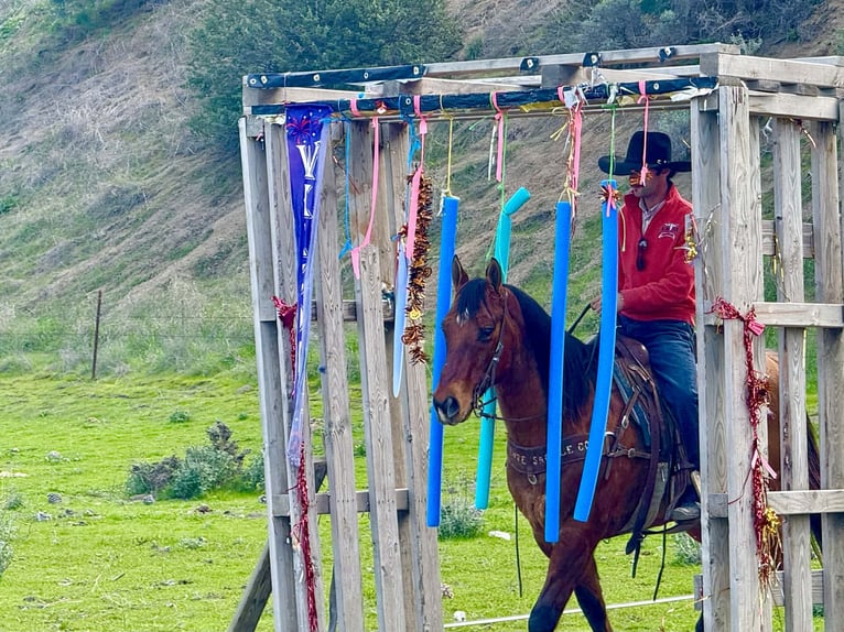 American Quarter Horse Gelding 9 years 15 hh Dun in Paicines CA