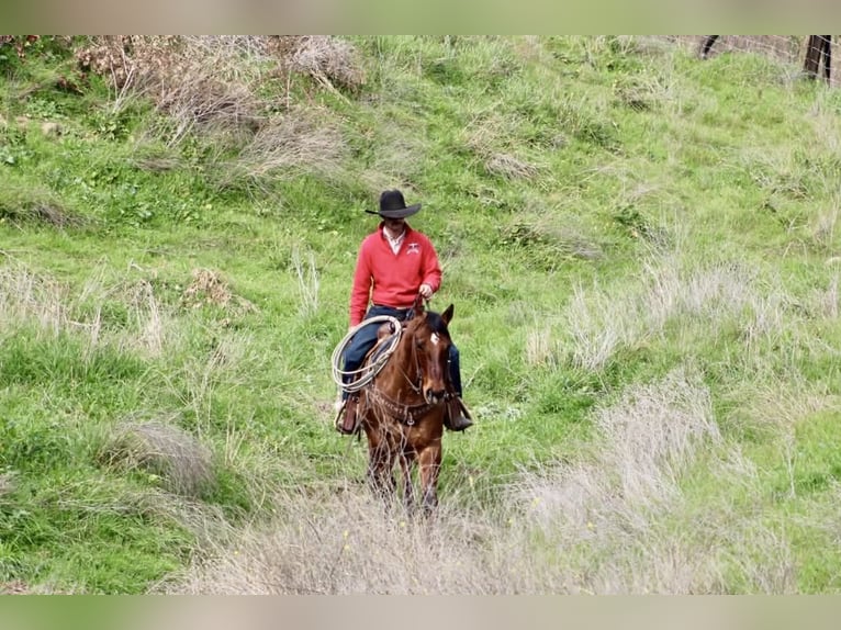 American Quarter Horse Gelding 9 years 15 hh Dun in Paicines CA