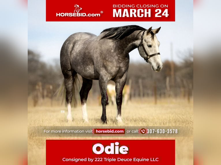 American Quarter Horse Gelding 9 years 15 hh Gray-Dapple in Cisco, TX