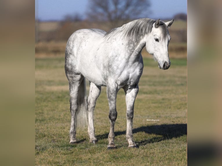 American Quarter Horse Gelding 9 years 15 hh Grey in Ponder