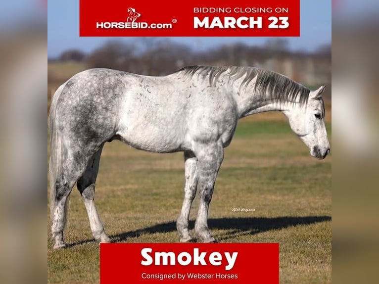 American Quarter Horse Gelding 9 years 15 hh Grey in Ponder