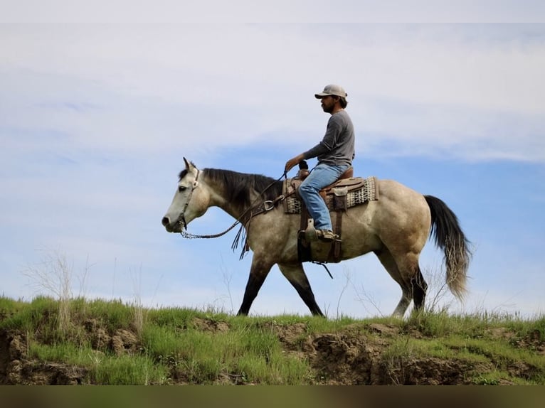 American Quarter Horse Gelding 9 years 15 hh Grey in Paicines CA