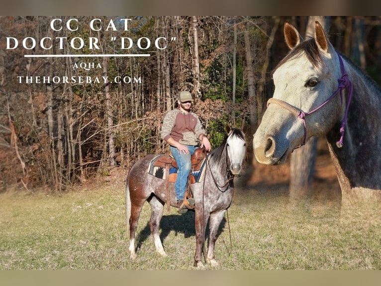 American Quarter Horse Gelding 9 years 15 hh Grey in Blairsville, GA