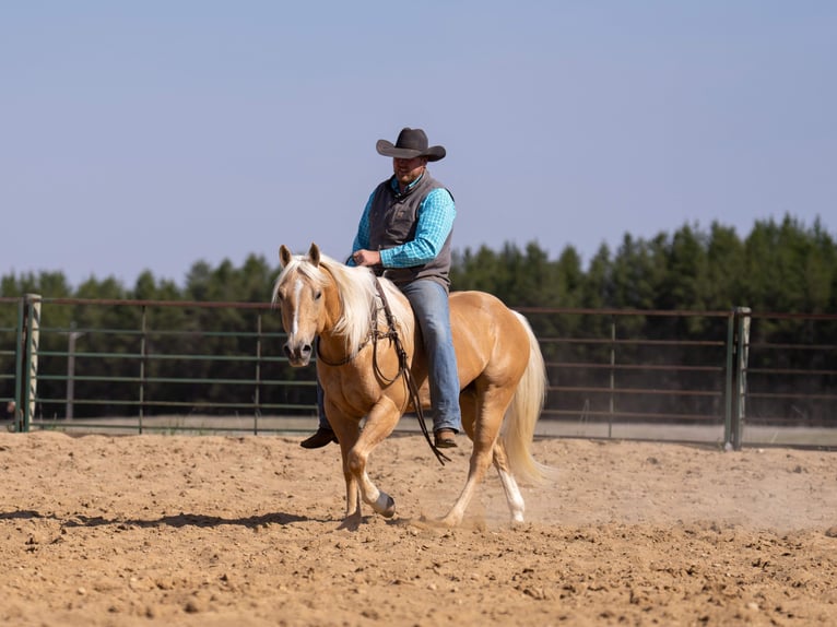 American Quarter Horse Gelding 9 years 15 hh Palomino in Nevis