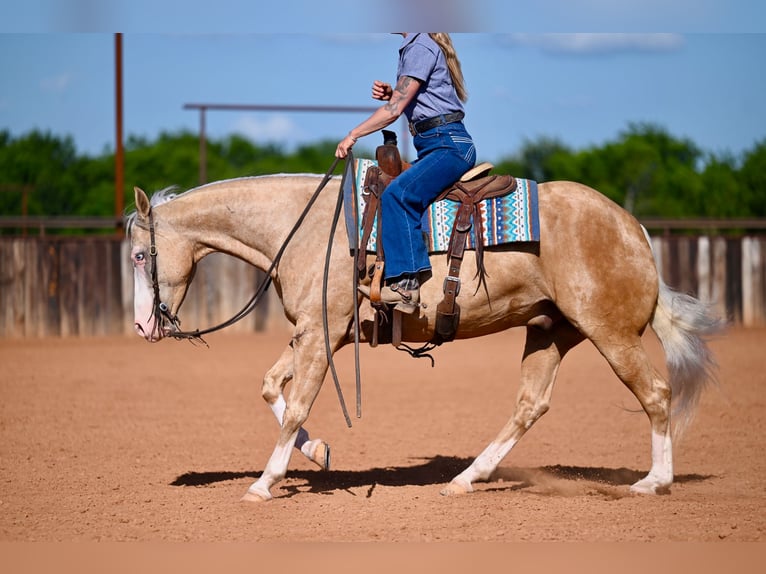 American Quarter Horse Gelding 9 years 15 hh Palomino in Waco