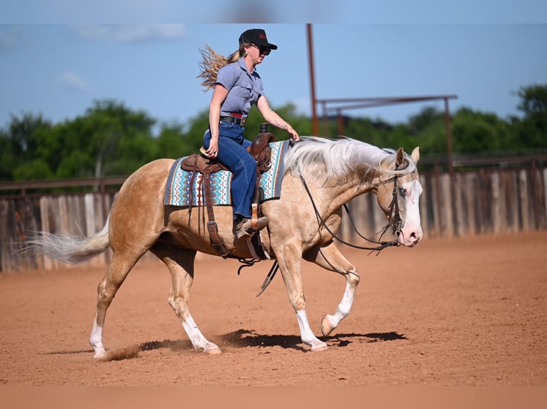 American Quarter Horse Gelding 9 years 15 hh Palomino in Waco