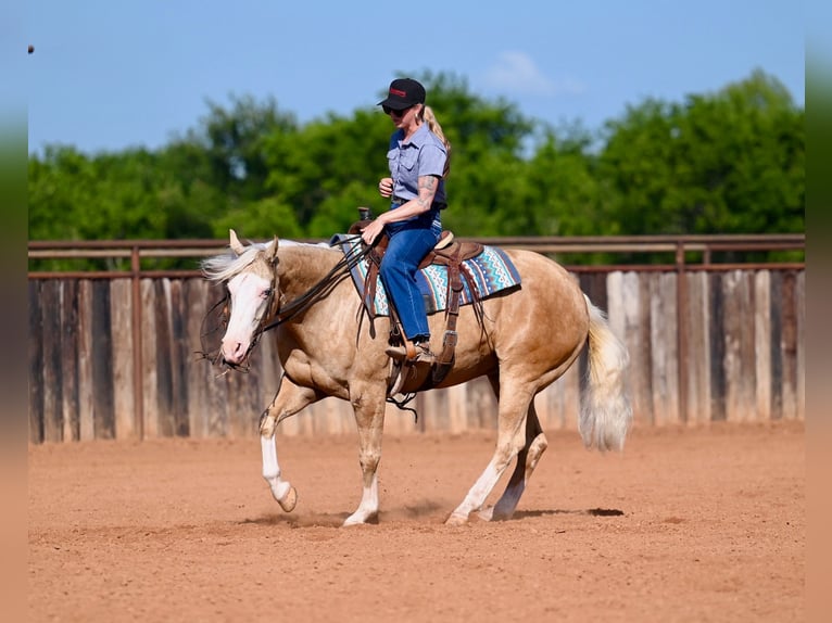 American Quarter Horse Gelding 9 years 15 hh Palomino in Waco
