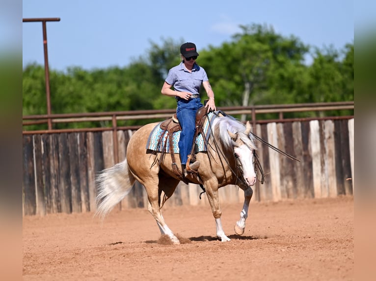 American Quarter Horse Gelding 9 years 15 hh Palomino in Waco