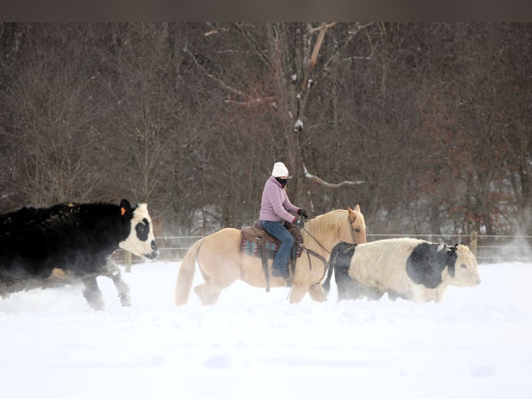 American Quarter Horse Gelding 9 years 15 hh Palomino in Clarion