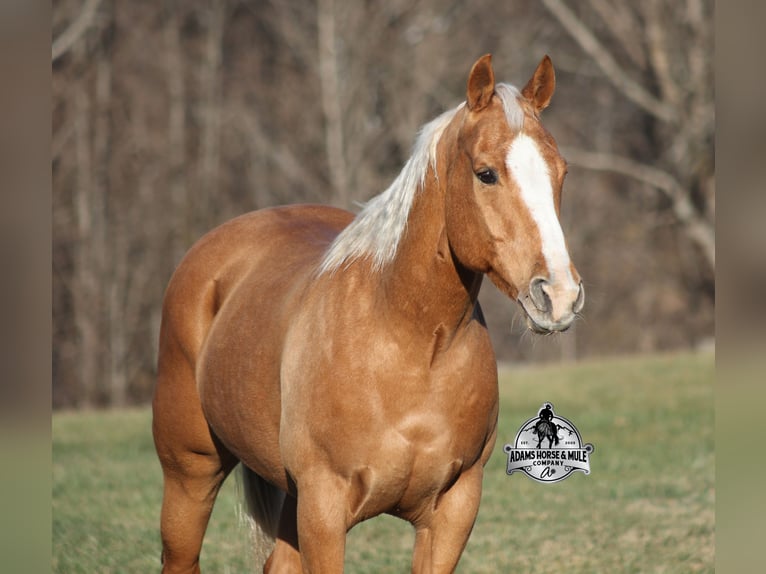 American Quarter Horse Gelding 9 years 15 hh Palomino in Mount Vernon