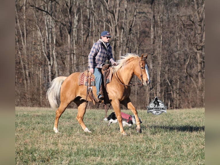 American Quarter Horse Gelding 9 years 15 hh Palomino in Mount Vernon