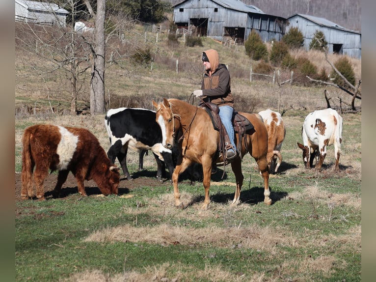 American Quarter Horse Gelding 9 years 15 hh Palomino in Mount Vernon