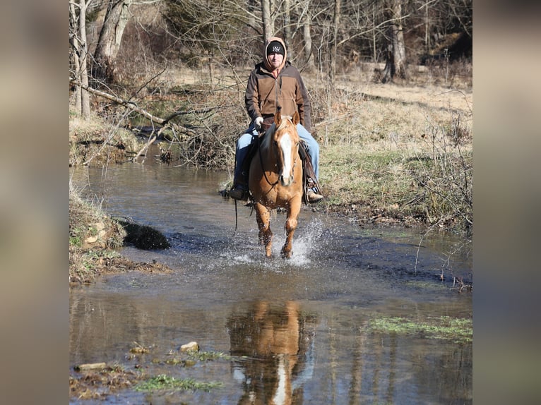 American Quarter Horse Gelding 9 years 15 hh Palomino in Mount Vernon